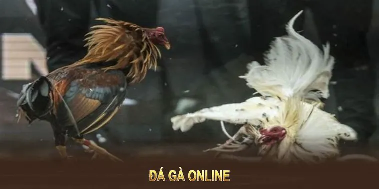 Cách Chơi Đá Gà GA28 Tại 78WIN: Hướng Dẫn Chi Tiết