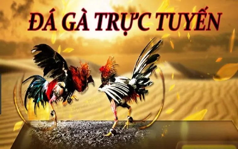 Đá Gà 78WIN - Trải Nghiệm Giải Trí Hấp Dẫn Hàng Đầu